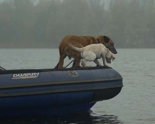 Stichting Signi zoekhonden