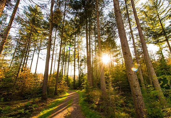 NatuurbegraafplaatsSchoorsveld